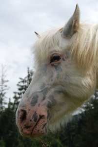 Söli isch zfride