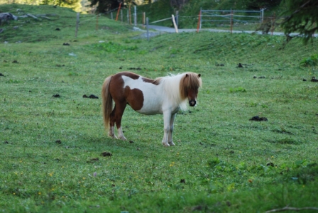 Lillifee