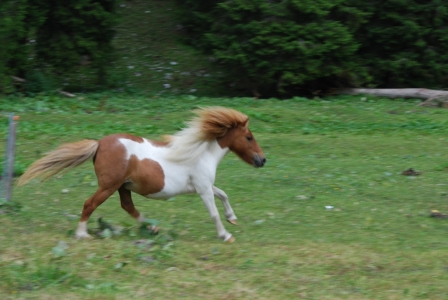 Lillifee, voll Güsu