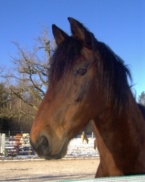 Guapo, eifach e Schöne