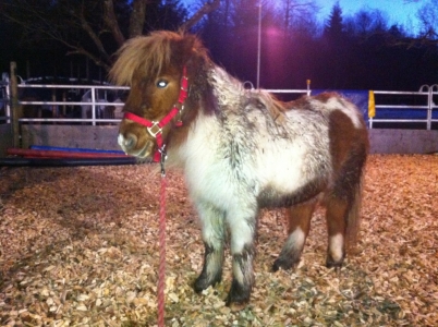 Lillifee by night