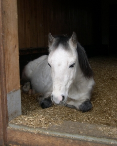 Ivanhoe im Stall