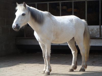 Ivanhoe der Schimmel