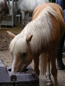 Jerry an der Wassertränke