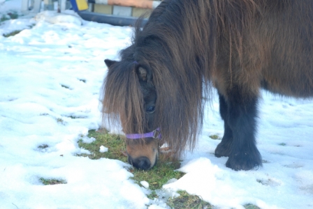Jenny findet immer Gras