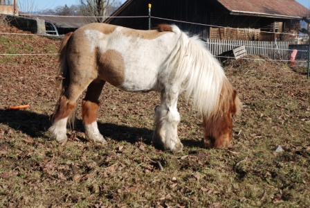 Lillifee nach der Schur