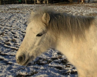 Merlin zfride