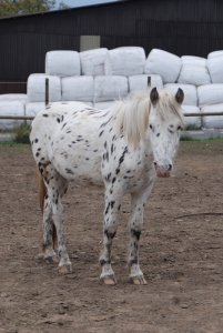 Solero